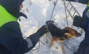 В Кемерове спасатели помогли собаке, которая провалилась в колодец