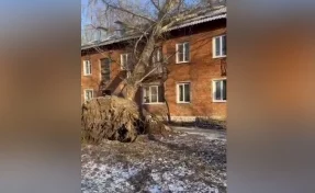 Мэр Новокузнецка снял на видео гигантский тополь, рухнувший на дом