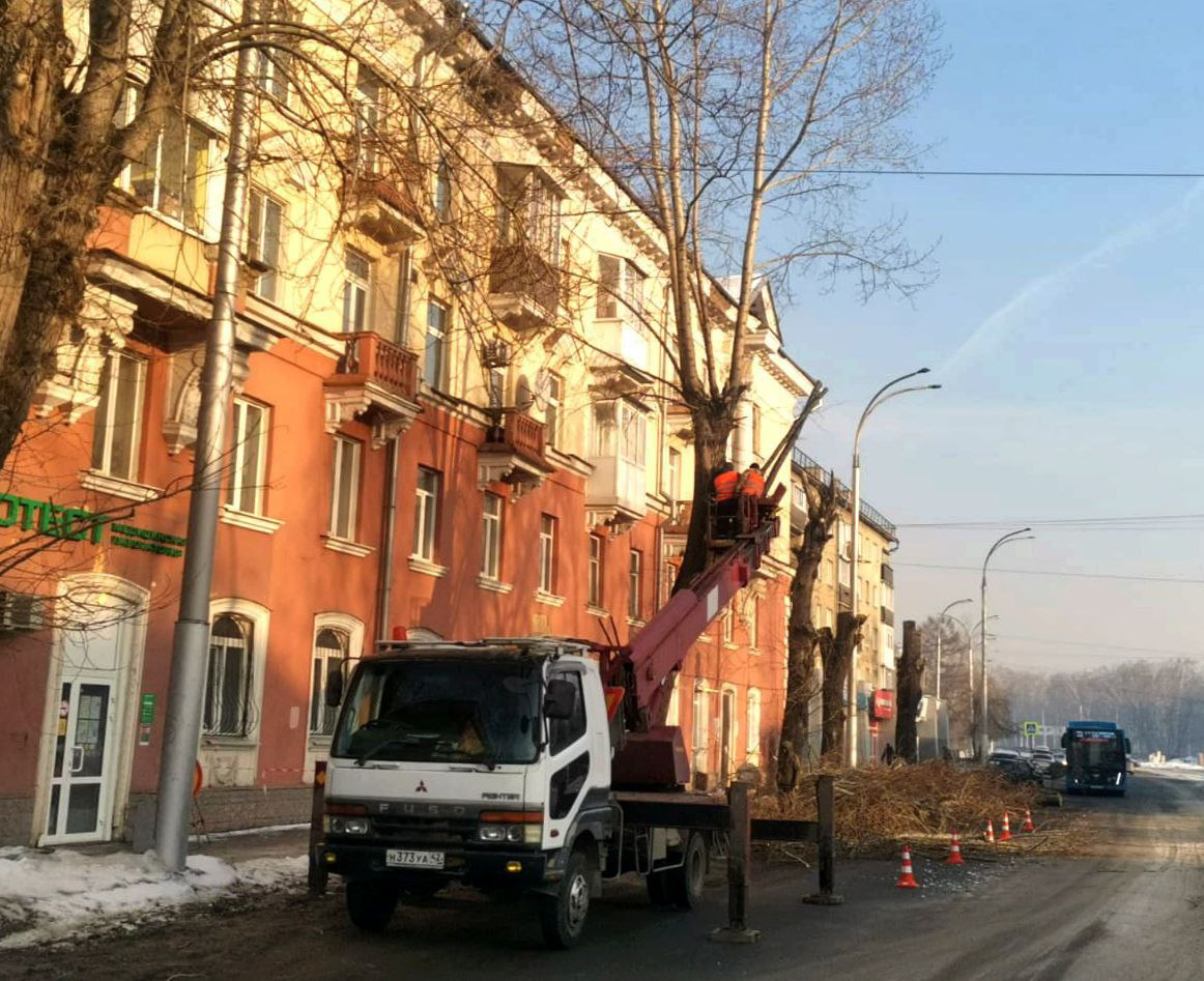 170 старых аварийных деревьев заменят молодыми саженцами в Кировском районе Кемерова