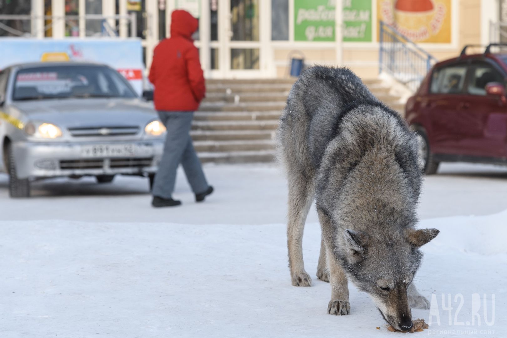 В Красноярске бродячие собаки обглодали тело мужчины