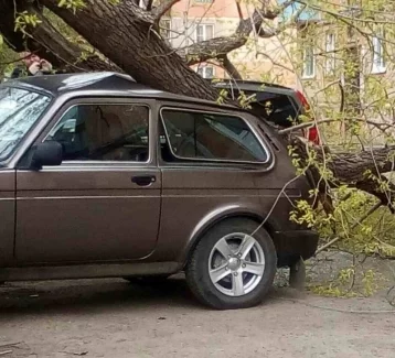 Фото: В Кузбассе упавшие от ветра деревья повредили автомобили 1