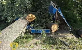 В Новосибирске на автобусную остановку рухнуло дерево, пострадали три человека