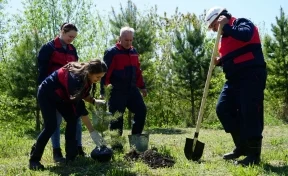 Работники УК «Кузбассразрезуголь» высадили 300 тысяч деревьев