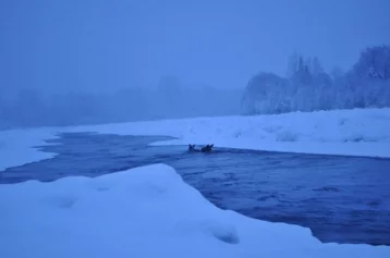 Фото: 15 кузбассовцев участвовали в спасении двух тонущих в реке лосей 1