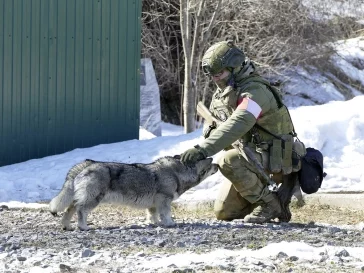 Фото: «Смесь корги с хаски»: в Кузбассе бродячий пёс стал талисманом спецназа Росгвардии  2