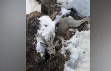 Фото: Кузбассовец спас провалившегося под землю оленя 1