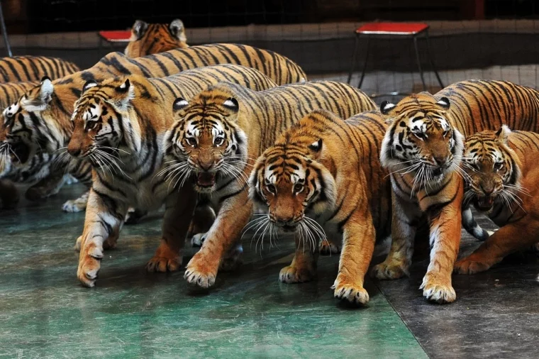 Фото: Кемеровчан приглашают на цирковое шоу «Королевские тигры Суматры» 6