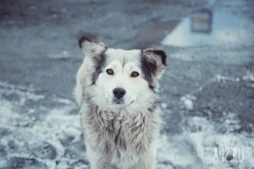Фото: Стая бродячих собак в Иркутске прокусила кисть малолетнему ребёнку и сломала пальцы 1