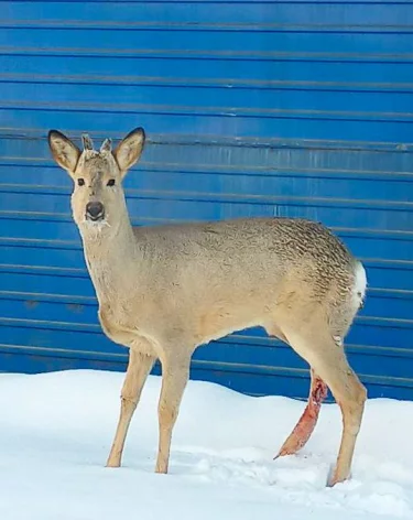В Кузбассе добровольные пожарные спасли раненую косулю