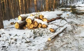 В Кузбассе возбудили уголовное дело о незаконной вырубке леса на 4,6 млн рублей 