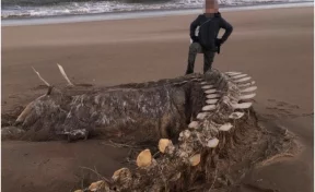 В Шотландии ураган вынес на берег огромный скелет загадочного существа