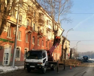 Фото: 170 старых аварийных деревьев заменят молодыми саженцами в Кировском районе Кемерова 1