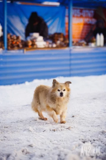 Фото: Власти Кемерова предложили выпускать бездомных собак в промзоны 1