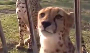 Фото: Пользователей Сети покорило видео с мяукающим гепардом 1
