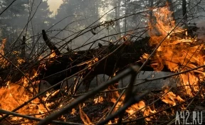 Власти: в Кузбассе на борьбу с лесными пожарами направят 119 млн рублей
