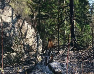 Фото: Из-за костра сгорело 100 гектаров леса в Кузбассе 1