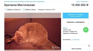 Фото: Житель Ростова-на-Дону продаёт «антипохмельную мистическую» кошку за 15 миллионов рублей 1