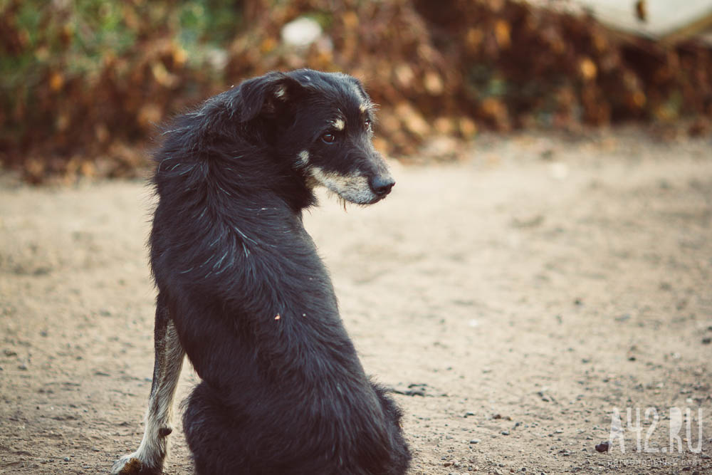 Соцсети: в кузбасском городе застрелили двух собак