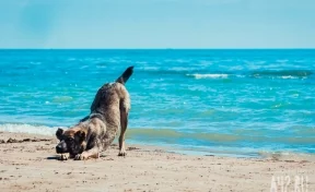 В Сочи возобновили работу пляжи, работа которых была ограничена из-за ливней с 9 июля