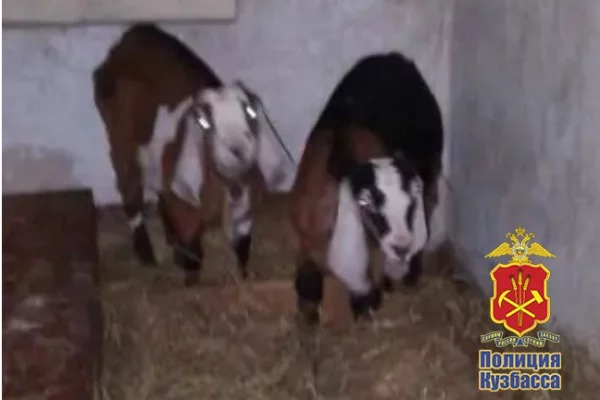 В Кузбассе зять украл у тёщи двух породистых коз