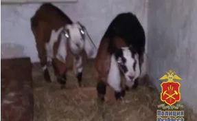 В Кузбассе зять украл у тёщи двух породистых коз