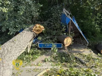 Фото: В Новосибирске на автобусную остановку рухнуло дерево, пострадали три человека 1