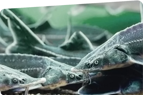 В Сибири Фонд «Экология» РСХБ выпустил 163 тысячи мальков и посадил 60 тысяч деревьев