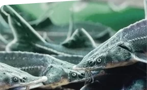 В Сибири Фонд «Экология» РСХБ выпустил 163 тысячи мальков и посадил 60 тысяч деревьев