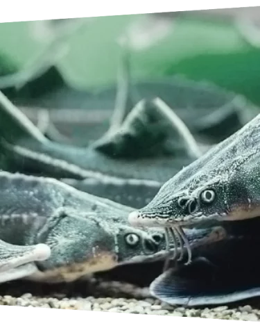 В Сибири Фонд «Экология» РСХБ выпустил 163 тысячи мальков и посадил 60 тысяч деревьев