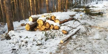 Фото: В Кузбассе возбудили уголовное дело о незаконной вырубке леса на 4,6 млн рублей  1