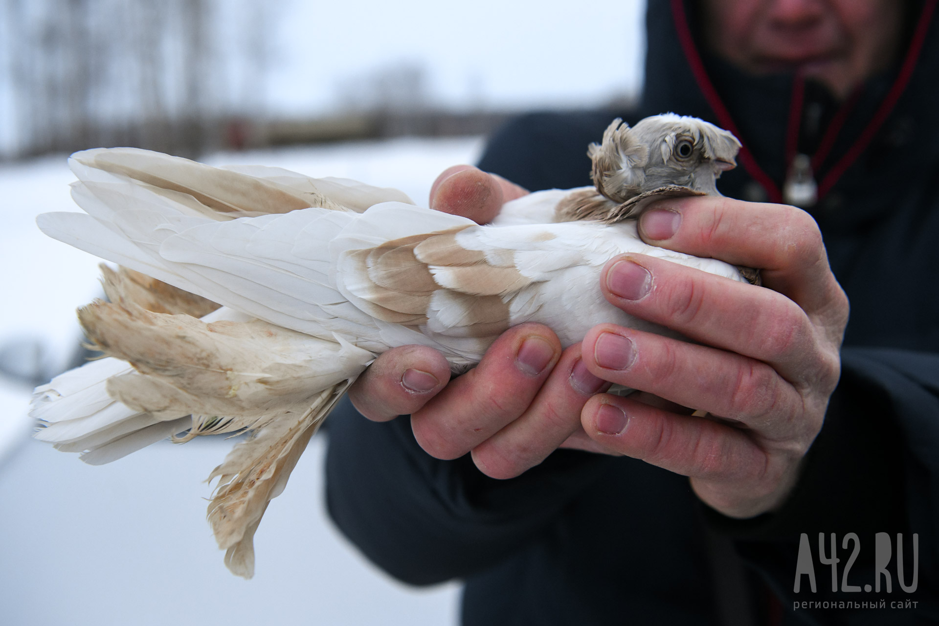 Голубятня на жёлтой поляне. Кто и зачем до сих пор держит в городе птиц