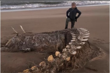 Фото: В Шотландии ураган вынес на берег огромный скелет загадочного существа 1