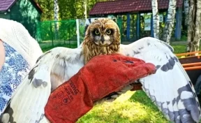 Кузбассовцы спасли сову с черепно-мозговой травмой