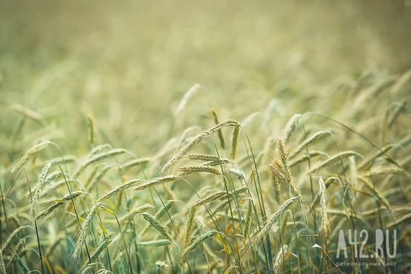 В Кузбассе бизнесмен задекларировал 2 000 тонн пшеницы без проверок на пестициды