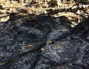 Фото: Из-за костра сгорело 100 гектаров леса в Кузбассе 2