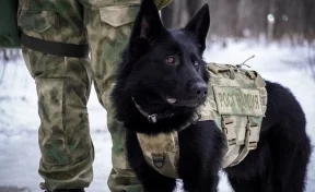 В Кемерове пройдёт торжественный марш служебных собак