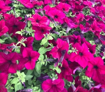 Фото: Кемеровский садовый центр «Флора сад» открывает «зелёный» сезон  4