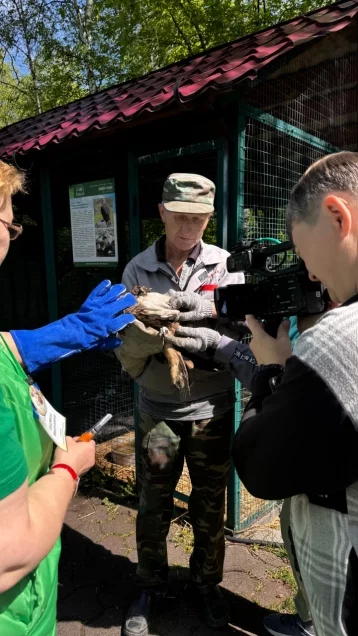Фото: Сразу пять чёрных коршунов вернули в дикую природу в заповеднике «Кузнецкий Алатау» 3