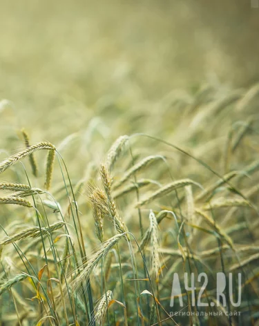 Фото: А42.RU