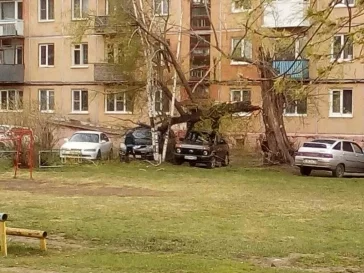 Фото: В Кузбассе упавшие от ветра деревья повредили автомобили 2
