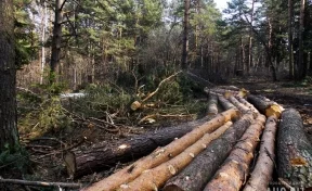 Кемеровская таможня выявила контрабанду леса на 30 млн рублей
