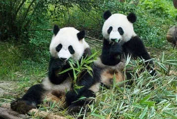 Фото: В Бельгии на свет появились панды-двойняшки 1