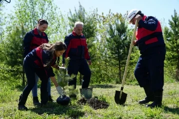 Фото: Работники УК «Кузбассразрезуголь» высадили 300 тысяч деревьев 1