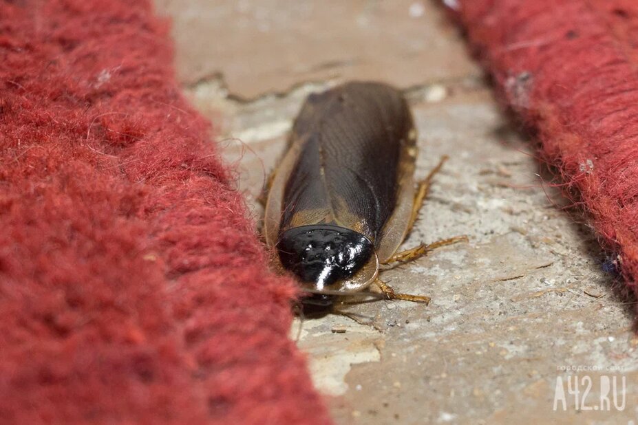 Соцсети: рой огромных тараканов заполонил подъезд кемеровской многоэтажки