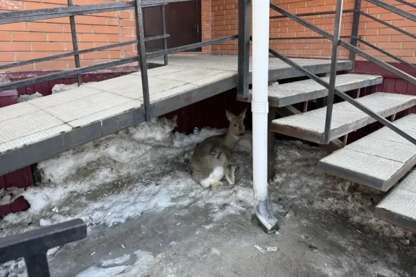 В Юрге спасли косулю, которую собаки гоняли по проспекту Победы