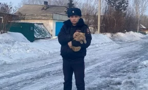В Кузбассе кот оказался заперт в доме после смерти своего хозяина