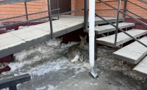 В Юрге спасли косулю, которую собаки гоняли по проспекту Победы