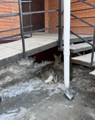 Фото: <a href=https://vk.com/wall-200752967_9114>Минлескомплекса и охотхозяйства Кузбасса</a>