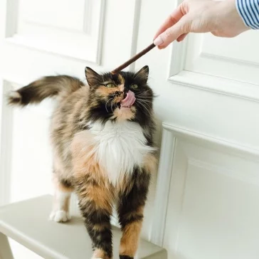 Фото: Возьми кота домой: как без вложений сделать успешный аккаунт в Instagram и пристраивать бездомных животных 23