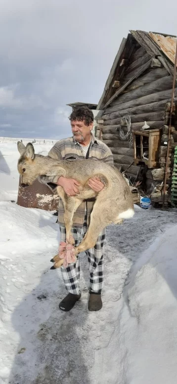 Фото: В Кузбассе спасли двух косуль: одна застряла в заборе, вторая поселилась во дворе частного дома 2